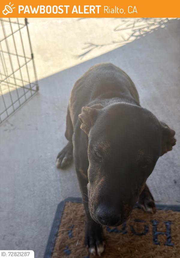 Found/Stray Unknown Dog last seen Lilac, Rialto, CA 92377