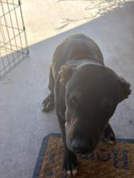 Found/Stray Unknown Dog last seen Lilac, Rialto, CA 92377