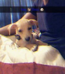 Lost Male Dog last seen Pritchard rd , Jacksonville, FL 32219