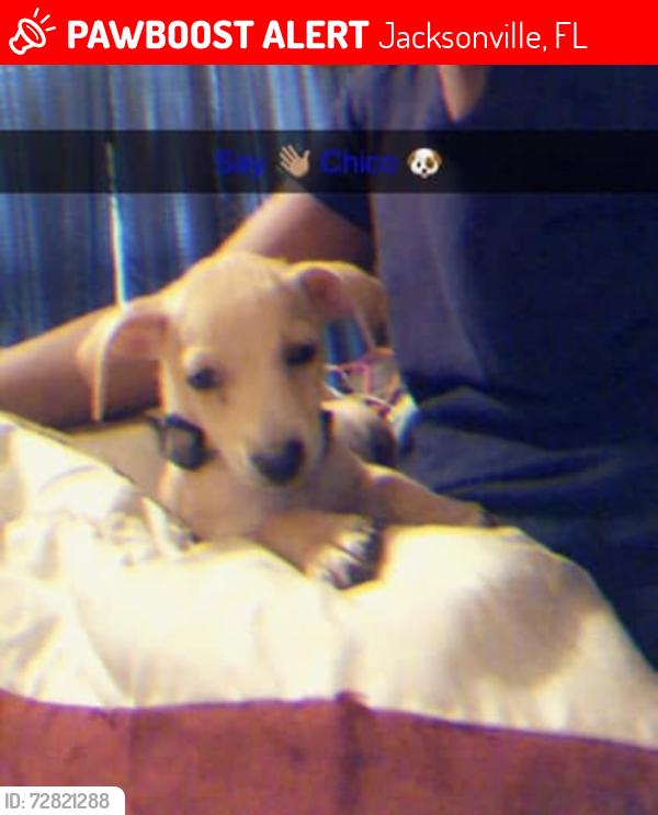 Lost Male Dog last seen Pritchard rd , Jacksonville, FL 32219