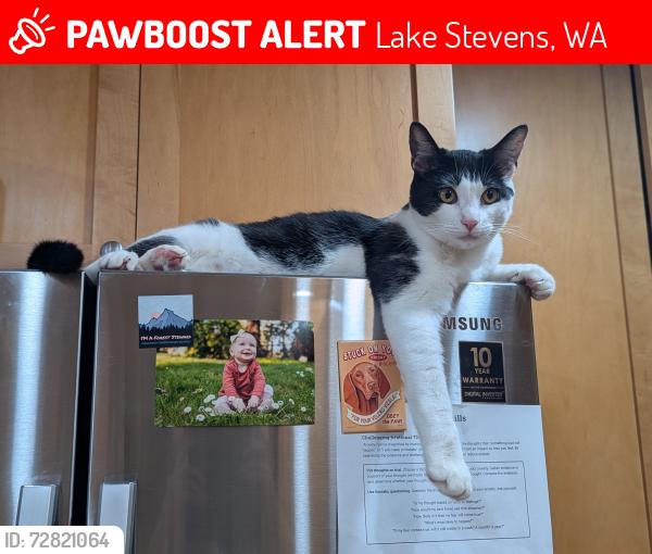 Lost Male Cat last seen S Davies & Chapel Hill Rd, Lake Stevens, WA 98258