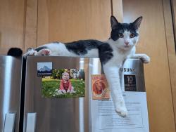 Lost Male Cat last seen S Davies & Chapel Hill Rd, Lake Stevens, WA 98258