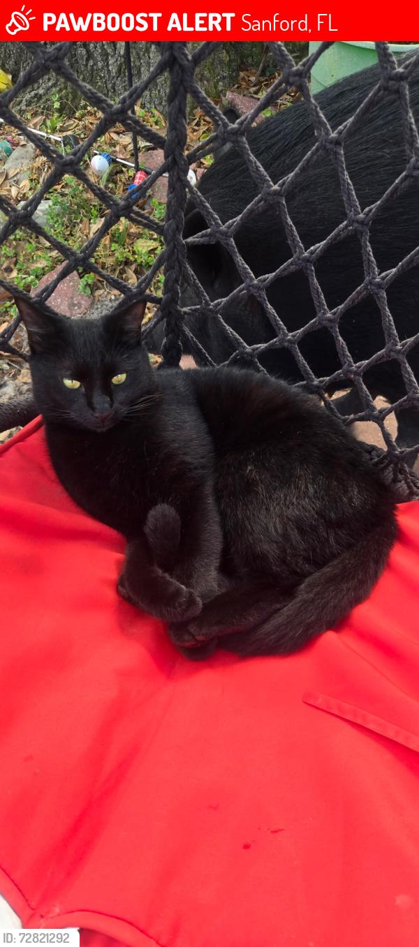 Lost Male Cat last seen Sandpoint ct and woodfield dr, Sanford, FL 32773
