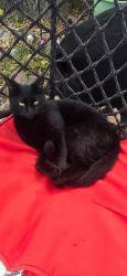 Lost Male Cat last seen Sandpoint ct and woodfield dr, Sanford, FL 32773