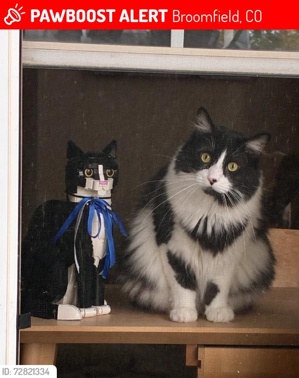 Lost Male Cat last seen Sheridan/144th Street, Broomfield, CO 80023
