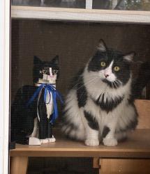Lost Male Cat last seen Sheridan/144th Street, Broomfield, CO 80023