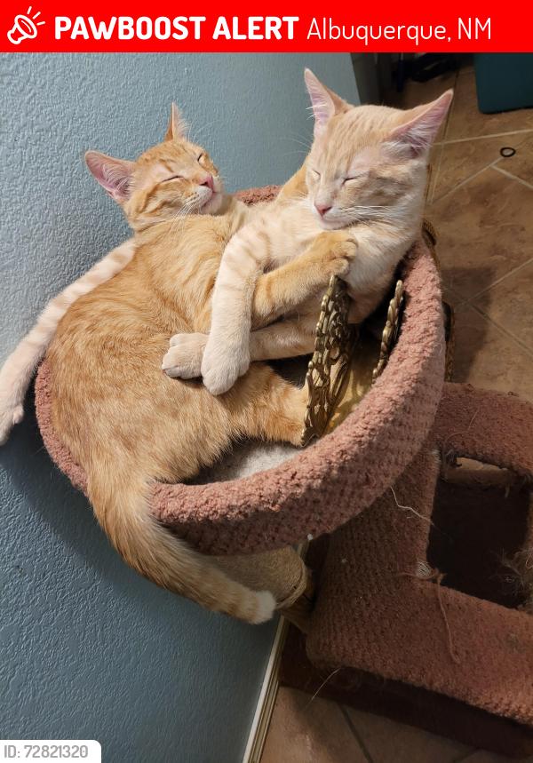 Lost Male Cat last seen 98th  and Gibson , Albuquerque, NM 87121