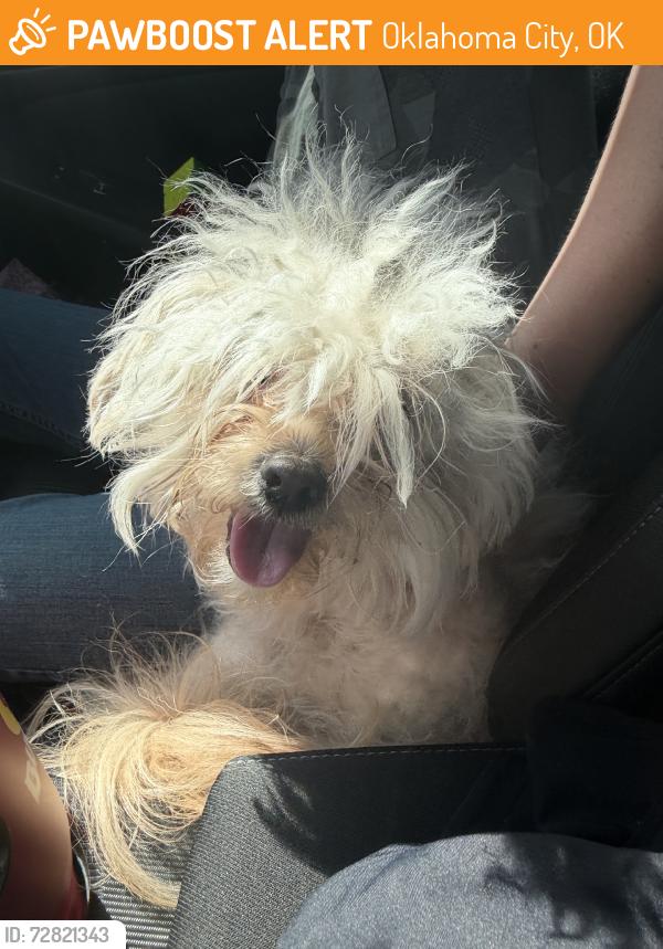Found/Stray Male Dog last seen Memorial and meridian, Oklahoma City, OK 73120
