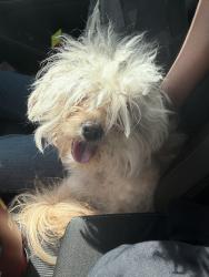 Found/Stray Male Dog last seen Memorial and meridian, Oklahoma City, OK 73120