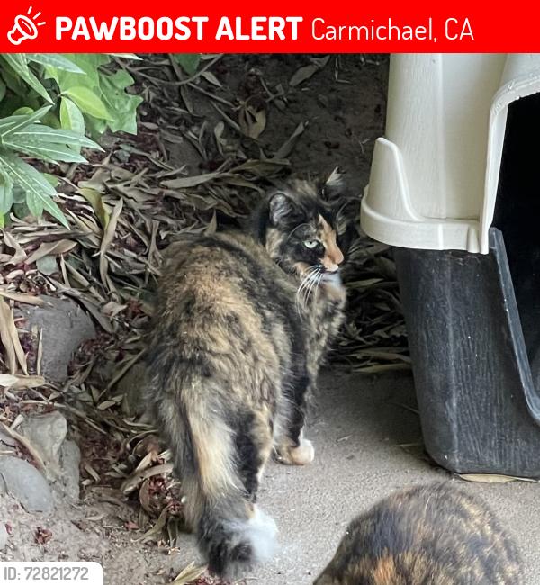 Lost Female Cat last seen Gibbons & Engle, Carmichael, CA 95608
