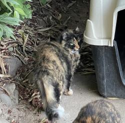 Lost Female Cat last seen Gibbons & Engle, Carmichael, CA 95608