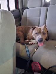 Found/Stray Male Dog last seen On Gibson st, Fayetteville, NC 28305