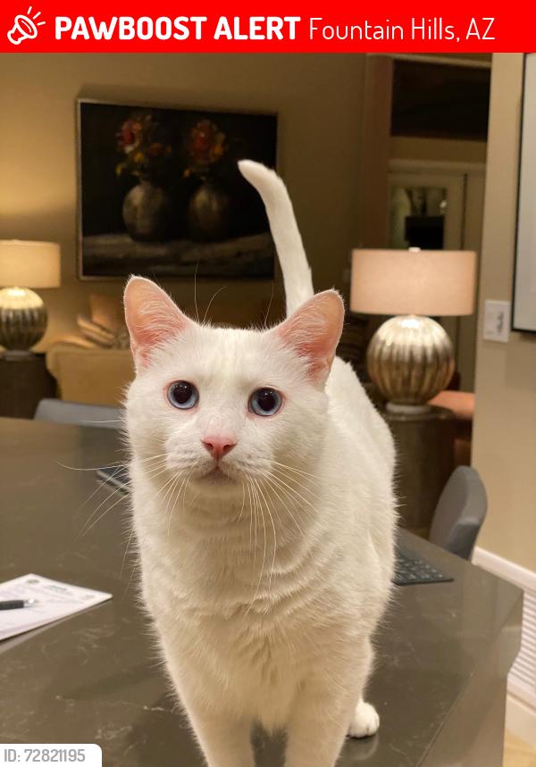 Lost Male Cat last seen Near N Santiago Pl, Fountain Hills, AZ 85268