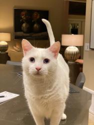 Lost Male Cat last seen Near N Santiago Pl, Fountain Hills, AZ 85268