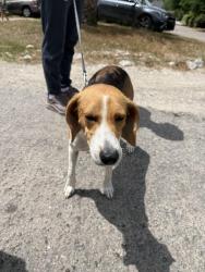 Found/Stray Female Dog last seen Longs, Longs, SC 29568