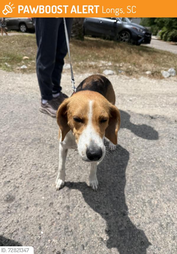 Found/Stray Female Dog last seen Longs, Longs, SC 29568