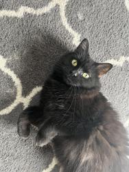 Lost Male Cat last seen Franklin St and Central Ave, Middletown, OH 45042