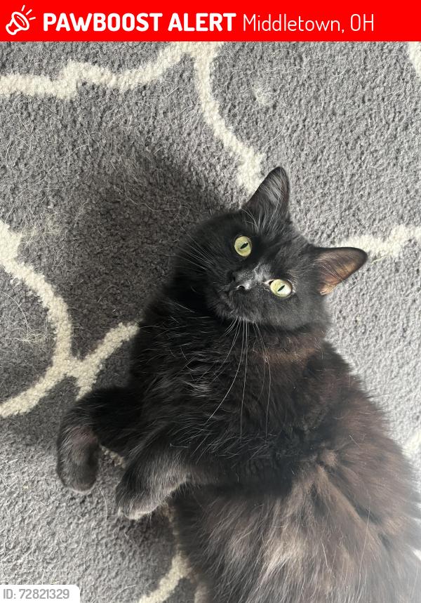 Lost Male Cat last seen Franklin St and Central Ave, Middletown, OH 45042