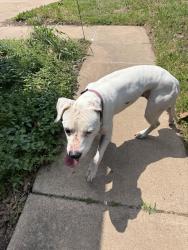 Found/Stray Female Dog last seen East 24th Street and Lindsey, Norman, OK 73071