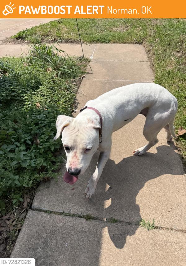 Found/Stray Female Dog last seen East 24th Street and Lindsey, Norman, OK 73071