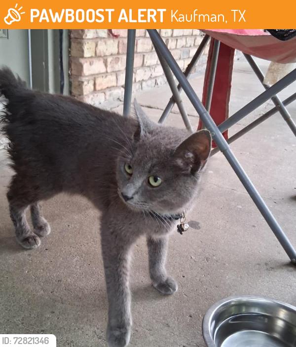 Found/Stray Female Cat last seen Near s Houston ST , Kaufman, TX 75142