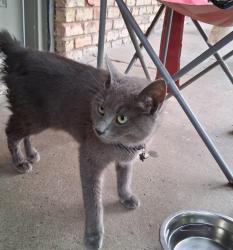 Found/Stray Female Cat last seen Near s Houston ST , Kaufman, TX 75142