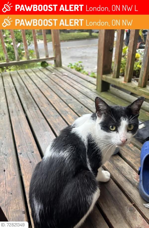 Lost Male Cat last seen Tweedsmuir public schools, London, ON N5W 1L5