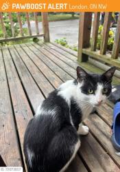 Lost Male Cat last seen Tweedsmuir public schools , London, ON N5W 1L5