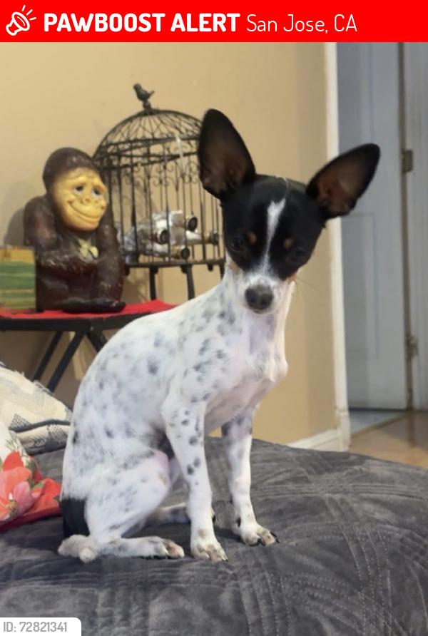 Lost Female Dog last seen 33rd street San Antonio, San Jose, CA 95116