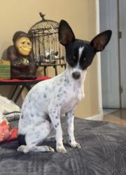Lost Female Dog last seen 33rd street San Antonio , San Jose, CA 95116