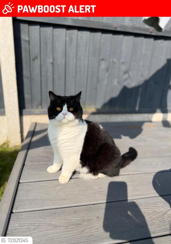 Lost Female Cat last seen Dawpool Drive nr Bromborough train station , Bromborough, England 