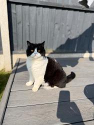 Lost Female Cat last seen Dawpool Drive nr Bromborough train station , Bromborough, England 