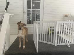 Found/Stray Male Dog last seen Monroe/vernon, Clinton, MS 39056