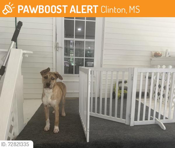 Found/Stray Male Dog last seen Monroe/vernon, Clinton, MS 39056