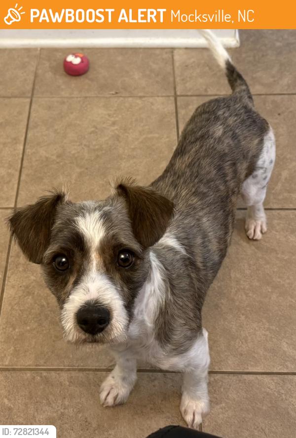 Found/Stray Male Dog last seen Hey 64 Mocksville NC, Mocksville, NC 27028