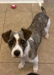 Found/Stray Male Dog last seen Hey 64 Mocksville NC, Mocksville, NC 27028