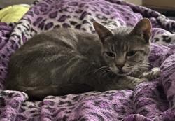 Reunited Female Cat last seen Hampshire Square apmt s, Anaheim, CA 92815