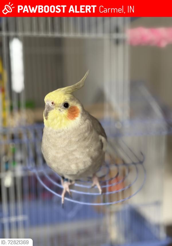 Lost Male Bird last seen 136th Street & Thistlewood Drive, Carmel, IN 46032