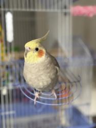 Lost Male Bird last seen 136th Street & Thistlewood Drive, Carmel, IN 46032