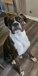 Lost Male Dog last seen H.E.B near port, Corpus Christi, TX 78416
