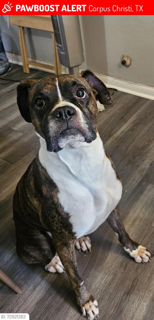 Lost Male Dog last seen H.E.B near port, Corpus Christi, TX 78416