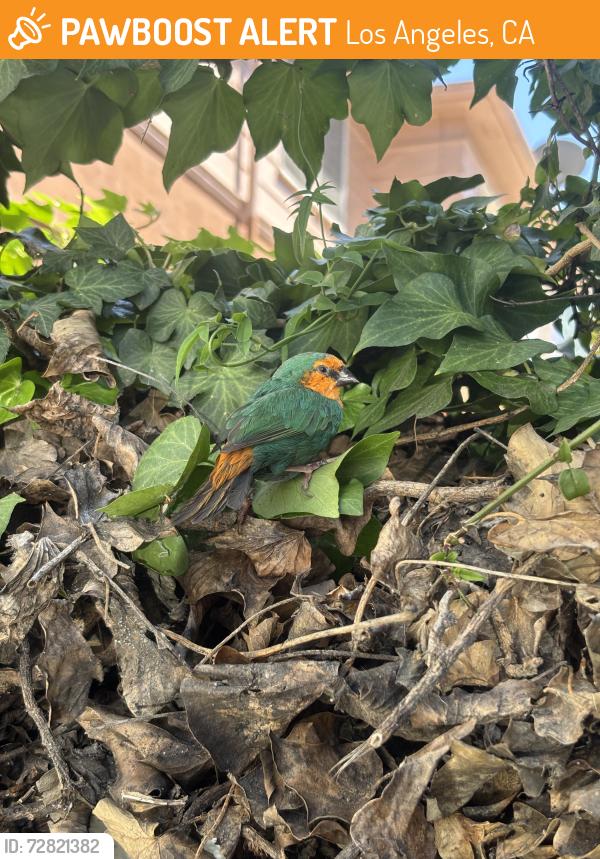 Found/Stray Unknown Bird last seen 3rd and Cochran apmts on Cochran , Los Angeles, CA 90036