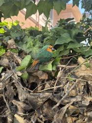 Found/Stray Unknown Bird last seen 3rd and Cochran apmts on Cochran , Los Angeles, CA 90036