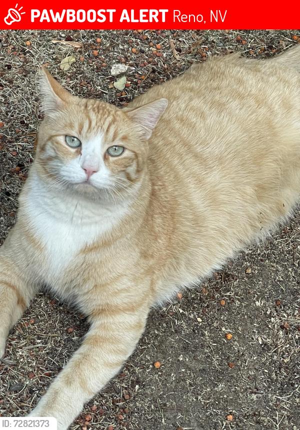 Lost Male Cat last seen Rio Poco and Sierra Madre, Reno, NV 89502