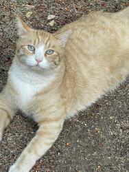 Lost Male Cat last seen Rio Poco and Sierra Madre, Reno, NV 89502
