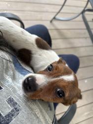 Found/Stray Unknown Dog last seen Bailey Ave and new braunfels ave Sa Tx , San Antonio, TX 78210