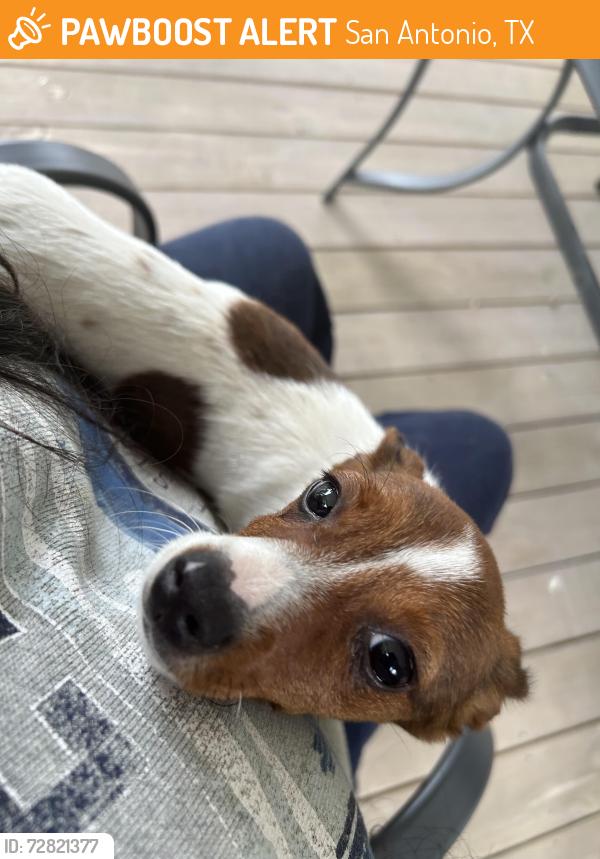 Found/Stray Unknown Dog last seen Bailey Ave and new braunfels ave Sa Tx , San Antonio, TX 78210