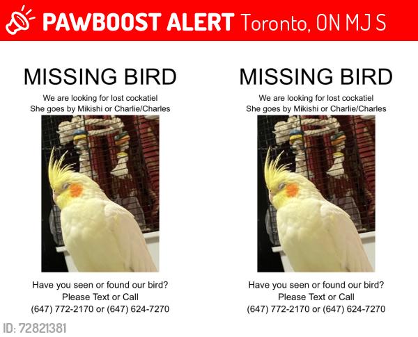 Lost Female Bird last seen Danforth tech / Wilkinson park, Toronto, ON M4J 1S5