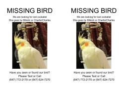 Lost Female Bird last seen Danforth tech / Wilkinson park, Toronto, ON M4J 1S5