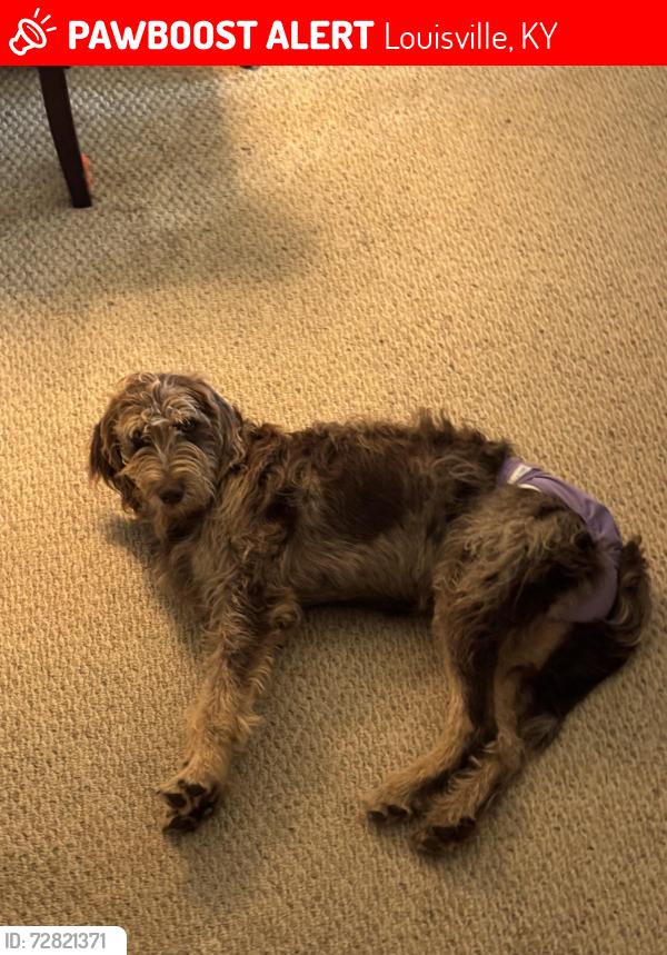 Lost Female Dog last seen Hudson and Fairground, Louisville, KY 40291